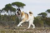 AKITA AMERICAIN 311